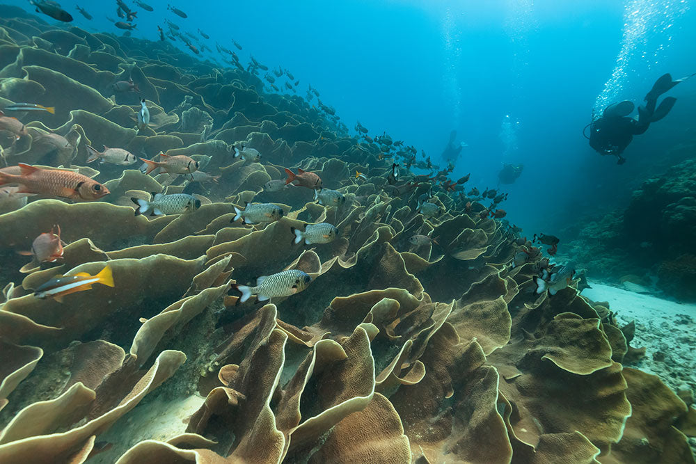 The Demise of Reefs and The Efforts to Save Them